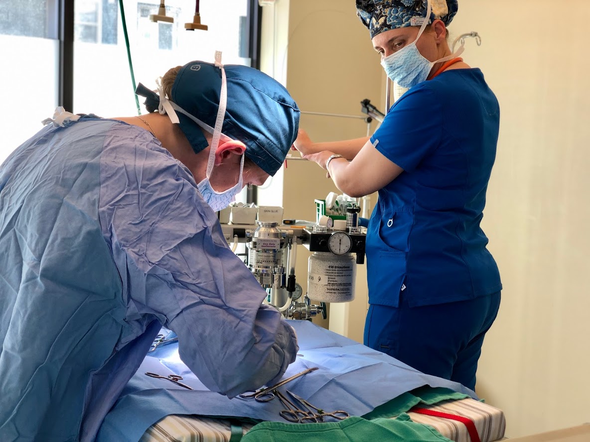 Surgical veterinarians prepping a dog for surgery