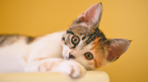 A cat laying down with her ears up