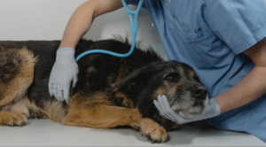 A dog laying down with a veterinarian