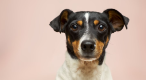 A brown and white dog sitting down