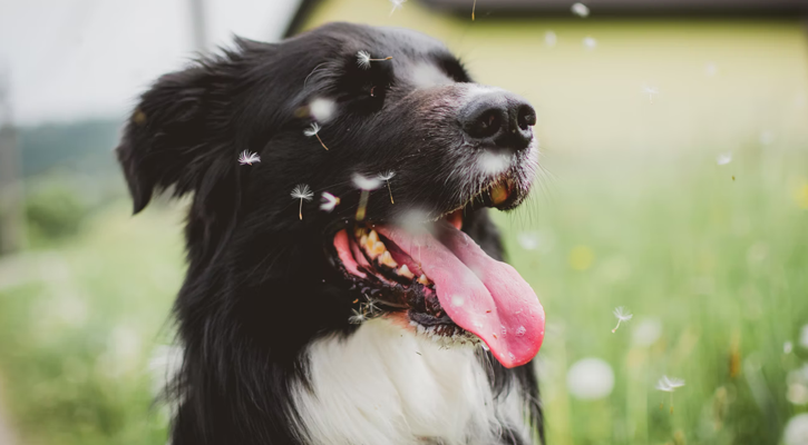 A dog sitting outside with dandelion seeds flying around