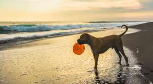 A dog on a beach with a frisbee in his mouth
