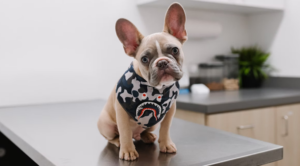 A French Bulldog on Exam Table