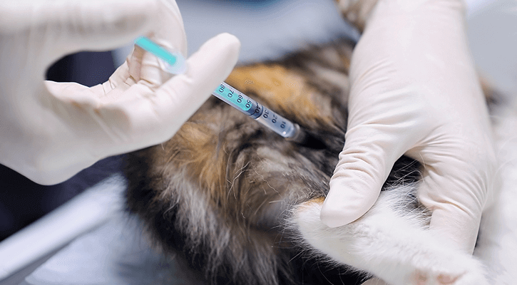 Pet-Vaccinations A pet receiving a vaccine