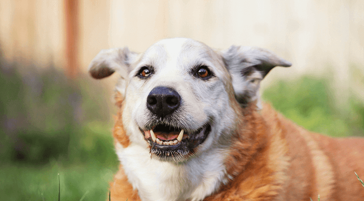 A senior dog laying outside in the grass