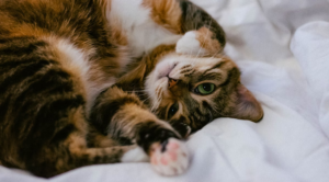 A tabby cat laying on their back on a bed