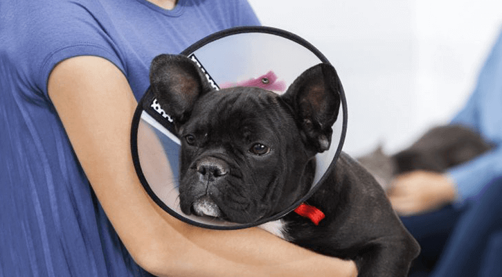 A dog recovering from being spayed or neutered sitting in someone's arms