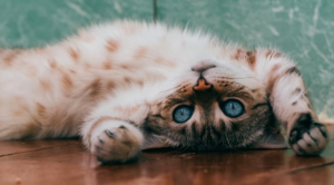 A cat with fleas laying on their back