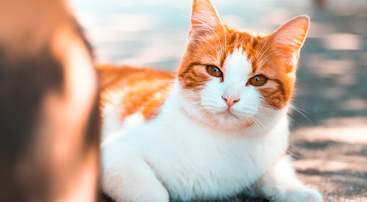 A white and orange cat laying down outside in the sun after a cardiology appointment