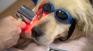A dog with goggles on receiving laser therapy treatment
