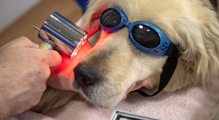 Laser neutering for sales dogs