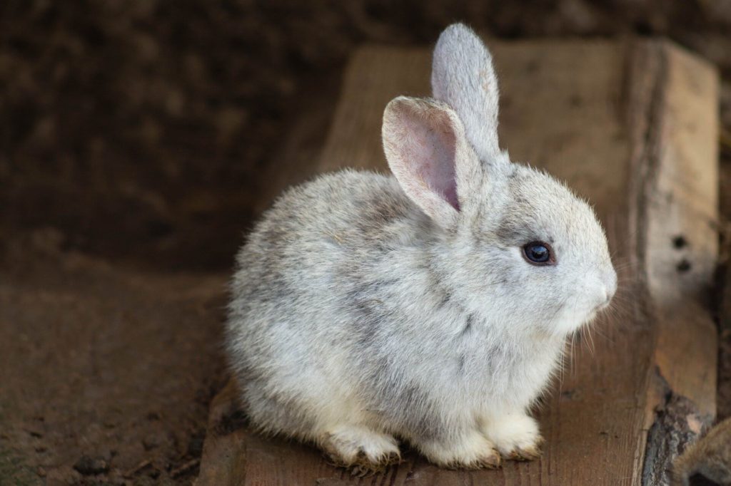 A bunny sitting on a wooden table receiving exotic pet care