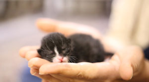 Hands holding a baby kitten