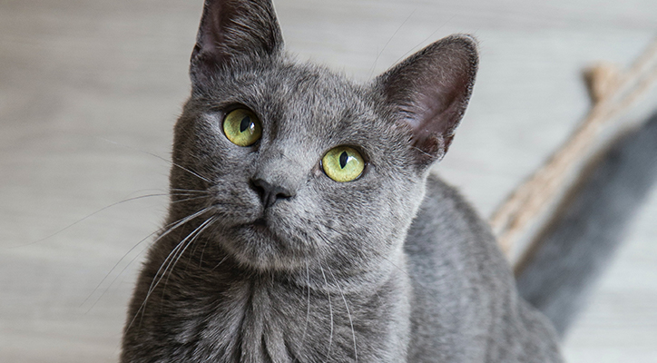 A grey cat with cancer sitting down