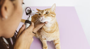 An orange cat laying down and having her eye exam