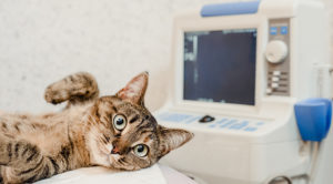 A cat laying next to an ultrasound machine