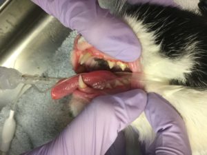 Gloved hands exposing a cat's teeth during a dental exam