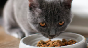 A gray cat eating dry cat food