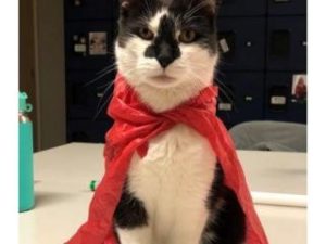 A black and white cat sitting with a red cape over his shoulders