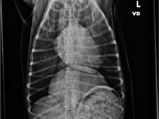 Pet-radiology-and-x-rays A radiology x-ray of a pet