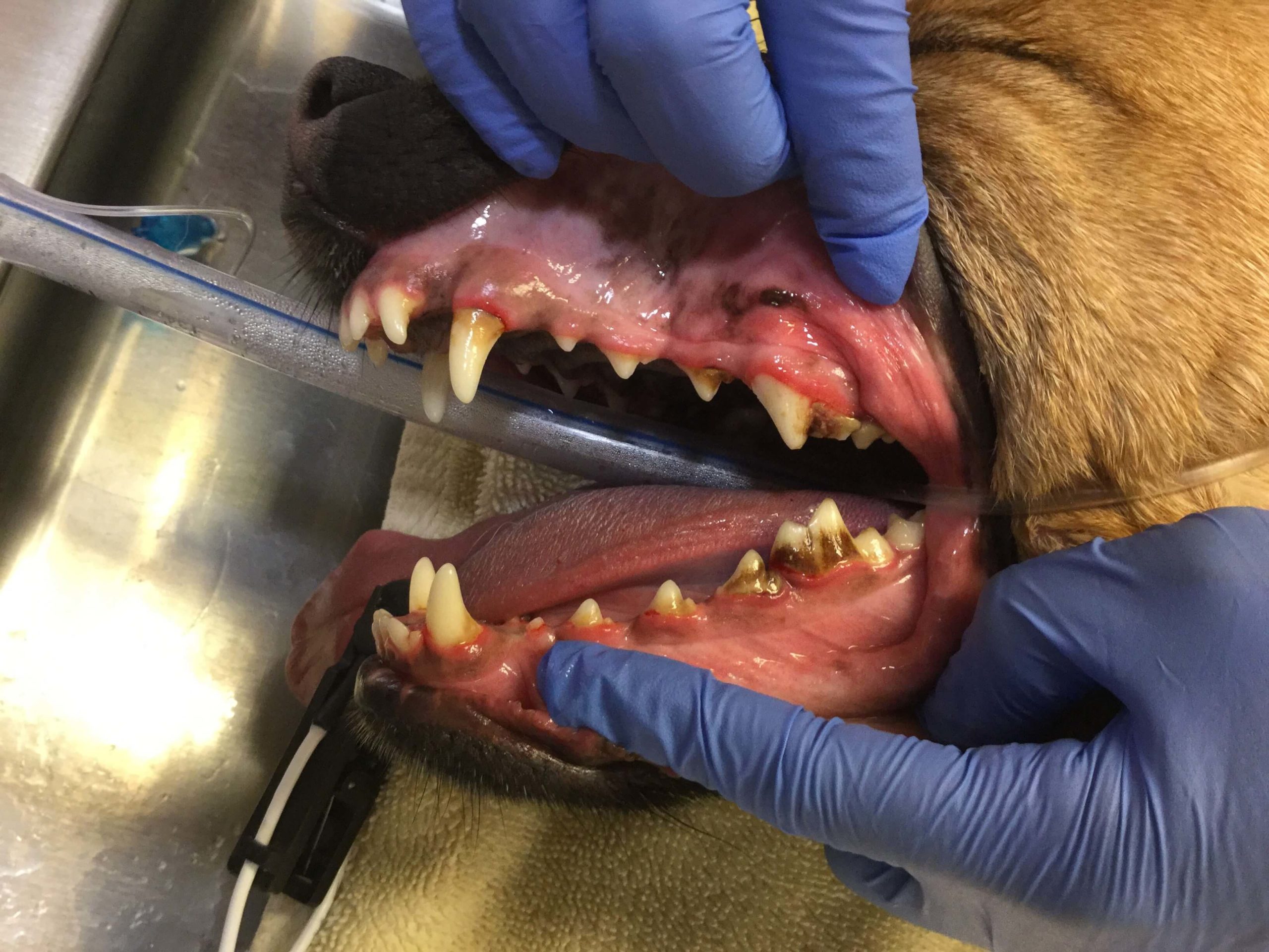 is it dangerous to have dogs teeth cleaned