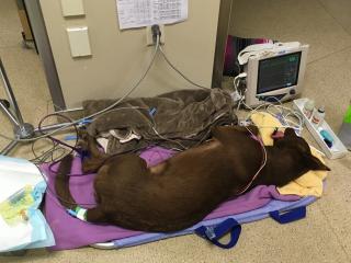 A dog laying down in a veterinary ICU