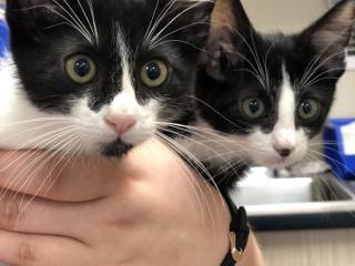 Two black and white kittens being held together