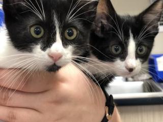 Kitten sales 1st vaccine