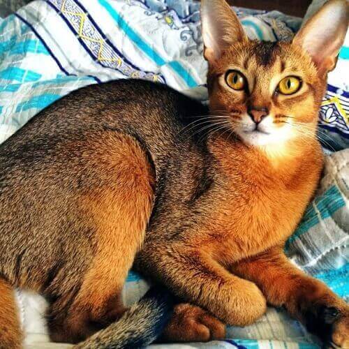 abyssinian-cat-breed-info