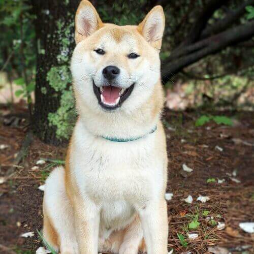 akita-dog-breed-info