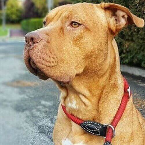 american-pitbull-dog-breed-info