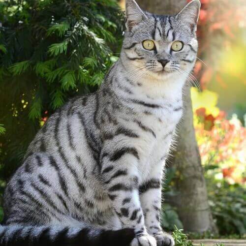 American Shorthair