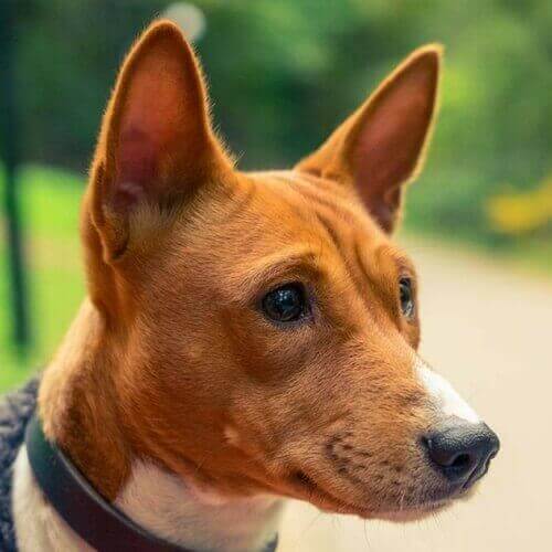 basenji-dog-breed-info