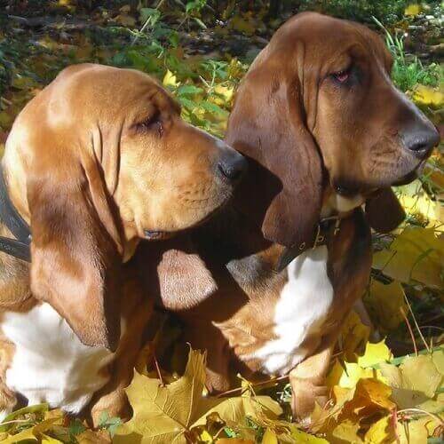 Basset Hound Dog Breed Information