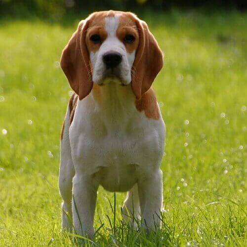 beagle-dog-breed-info