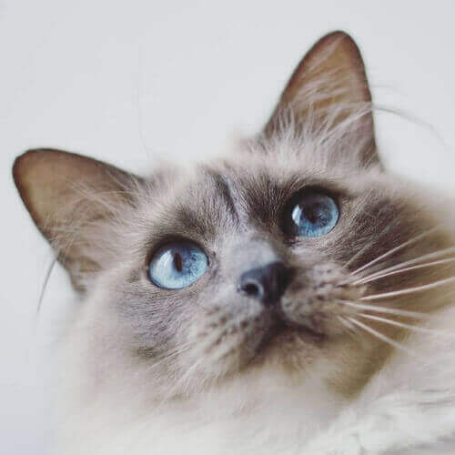 birman-cat-breed-info