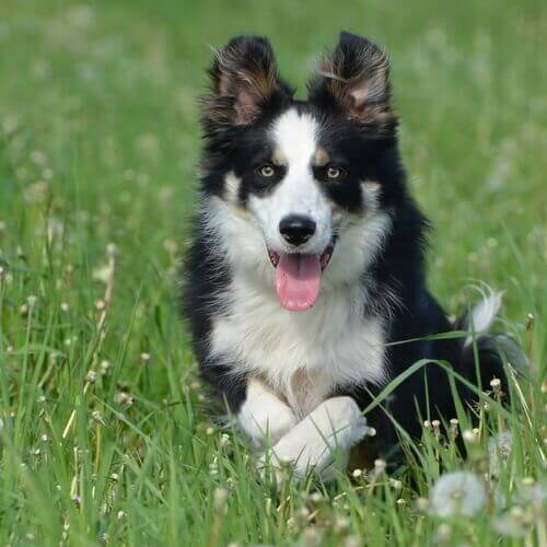 Find the right food for a Border Collie