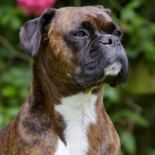boxer-dog-breed-info