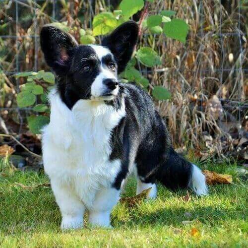 cardigan-welsh-corgi-dog-breed-info