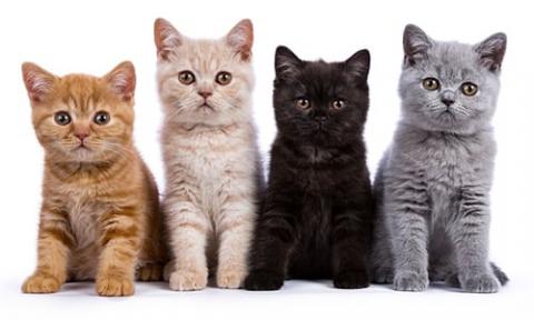 cats cats