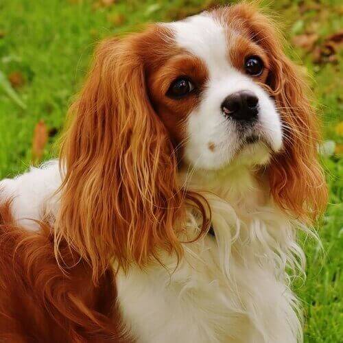 Cavalier King Charles Spaniel