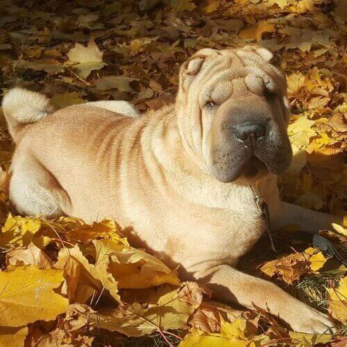 Chinese Shar-Pei