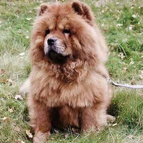 chow-chow-dog-breed-info