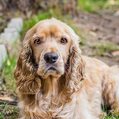 cocker-spaniel-dog-breed-info