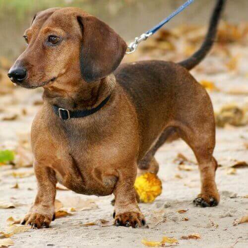 dachshund-dog-breed-info