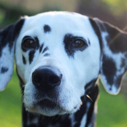 dalmatian-dog-breed-info