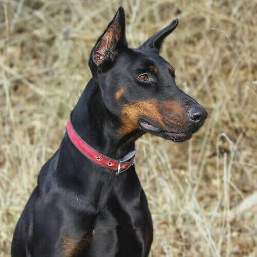 doberman-pinscher-dog-breed-info