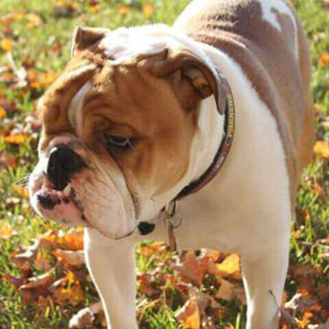 are english bulldogs good service dogs