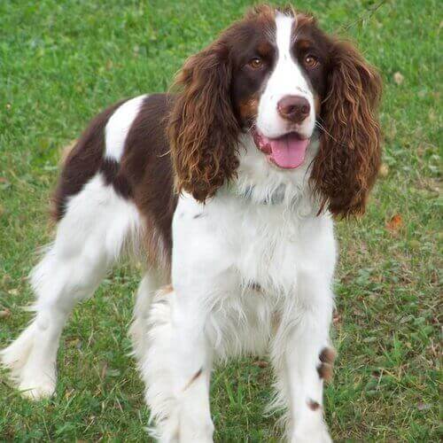 english-springer-spaniel-dog-breed-info