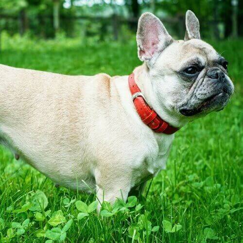 french-bulldog-dog-breed-info